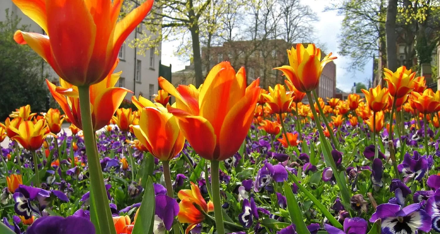 Commercial landscaping projects featuring close up view of colorful flowers